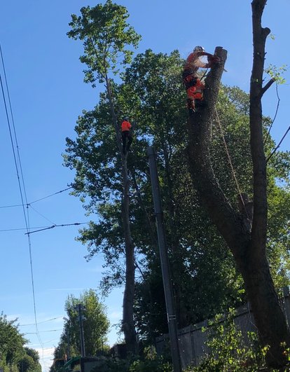 Utility Arborists clearing electricity power lines of tree branches