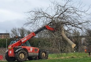 mechanical tree removal using grab to lift felled tree