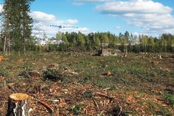 Tree stumps & vegetation need removing and trees need fellingpre development on a onstruction siteVegetation and tree site  
