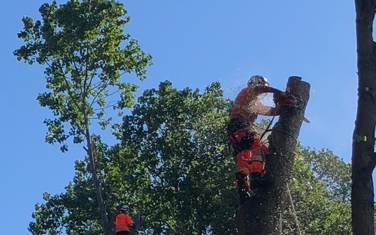 tree surgeon full ppe correct use of chainsaw