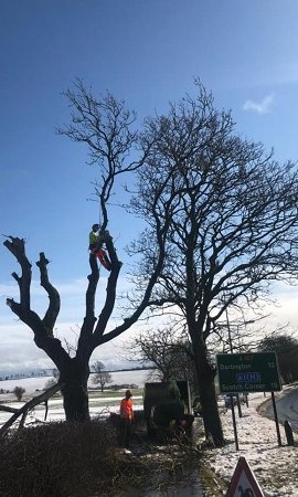 Arborists dismantling trees adjacent to highways