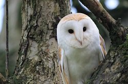 baby owl protected species and habitats that tree surgeons need to assess