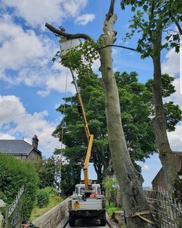 Tree removal using vehicle mounted mobile elevated platform (MEWP) to carry out safe tree felling and removal services.