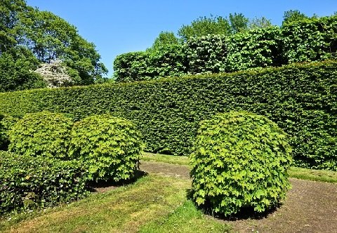 Hedges and trees in garden to be pruned and crown reductions