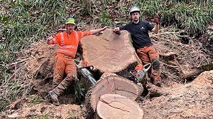 Arborists clearing storm fallen trees Arbor Division Ltd tree services