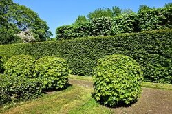 Hedges and trees in garden to be pruned and crown reductions