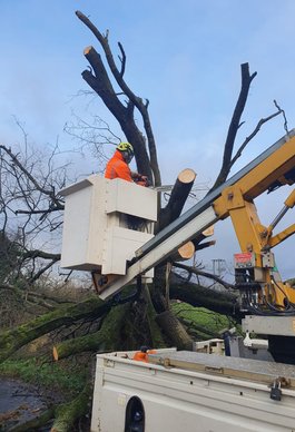 Tree surgeon using mewp to gain access to tree 