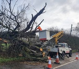 Mewp access tree cutting Arbor Division Ltd tree services