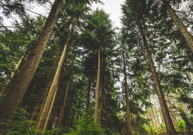 forestry and woodland tree surgery